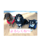 しんじゅのわんことしんじゅ2（個別スタンプ：15）