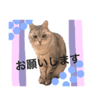 グレーちゃんのスタンプ1996-2018時々みー（個別スタンプ：7）
