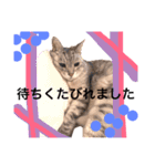 グレーちゃんのスタンプ1996-2018時々みー（個別スタンプ：9）