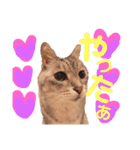 グレーちゃんのスタンプ1996-2018時々みー（個別スタンプ：10）
