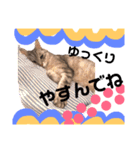グレーちゃんのスタンプ1996-2018時々みー（個別スタンプ：12）