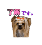 ヨーキートッポ君の日常5（個別スタンプ：8）