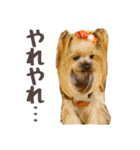 ヨーキートッポ君の日常5（個別スタンプ：10）