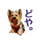 ヨーキートッポ君の日常5（個別スタンプ：14）