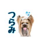 ヨーキートッポ君の日常5（個別スタンプ：17）