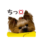 ヨーキートッポ君の日常5（個別スタンプ：23）