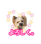 ヨーキートッポ君の日常5（個別スタンプ：24）