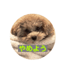 ニア氏 ボバ氏 2（個別スタンプ：11）