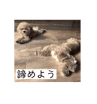 ニア氏 ボバ氏 2（個別スタンプ：12）