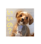 ニア氏 ボバ氏 2（個別スタンプ：13）