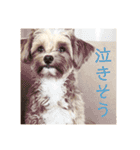 ニア氏 ボバ氏 2（個別スタンプ：16）