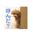 ニア氏 ボバ氏 2（個別スタンプ：17）
