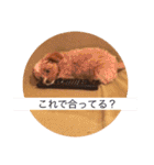 ニア氏 ボバ氏 2（個別スタンプ：20）