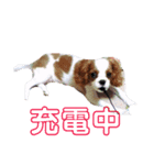 ありぴースタンプ（個別スタンプ：3）