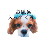 ありぴースタンプ（個別スタンプ：6）