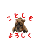くぅみぃスタンプ（個別スタンプ：11）