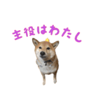 くぅみぃスタンプ（個別スタンプ：12）