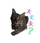 KとSとKの物語（個別スタンプ：4）