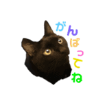 KとSとKの物語（個別スタンプ：6）