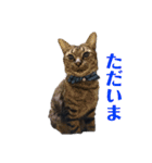KとSとKの物語（個別スタンプ：12）