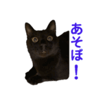 KとSとKの物語（個別スタンプ：29）