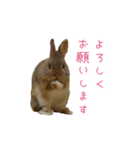 うさぎのまろちゃん写真スタンプ（個別スタンプ：1）