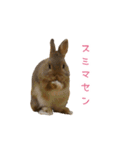 うさぎのまろちゃん写真スタンプ（個別スタンプ：2）