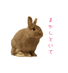 うさぎのまろちゃん写真スタンプ（個別スタンプ：5）