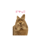 うさぎのまろちゃん写真スタンプ（個別スタンプ：7）