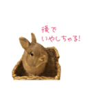 うさぎのまろちゃん写真スタンプ（個別スタンプ：18）