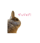 うさぎのまろちゃん写真スタンプ（個別スタンプ：20）