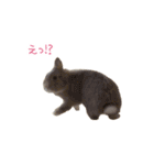 うさぎのまろちゃん写真スタンプ（個別スタンプ：22）