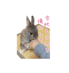うさぎのまろちゃん写真スタンプ（個別スタンプ：24）