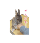 うさぎのまろちゃん写真スタンプ（個別スタンプ：25）