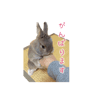 うさぎのまろちゃん写真スタンプ（個別スタンプ：26）