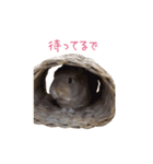 うさぎのまろちゃん写真スタンプ（個別スタンプ：33）