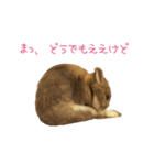 うさぎのまろちゃん写真スタンプ（個別スタンプ：38）