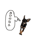 ビノの日常！（個別スタンプ：6）