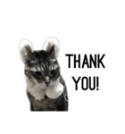 my cat is goe！（個別スタンプ：1）