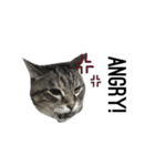 my cat is goe！（個別スタンプ：3）