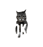 my cat is goe！（個別スタンプ：5）