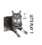 my cat is goe！（個別スタンプ：8）