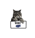 my cat is goe！（個別スタンプ：10）