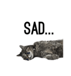 my cat is goe！（個別スタンプ：11）