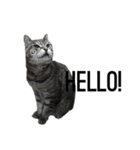 my cat is goe！（個別スタンプ：14）