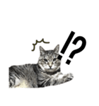 my cat is goe！（個別スタンプ：16）