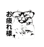 大人しい我が家の猫2（個別スタンプ：1）