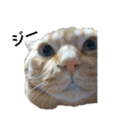 大人しい我が家の猫2（個別スタンプ：2）
