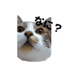大人しい我が家の猫2（個別スタンプ：3）