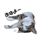 大人しい我が家の猫2（個別スタンプ：4）